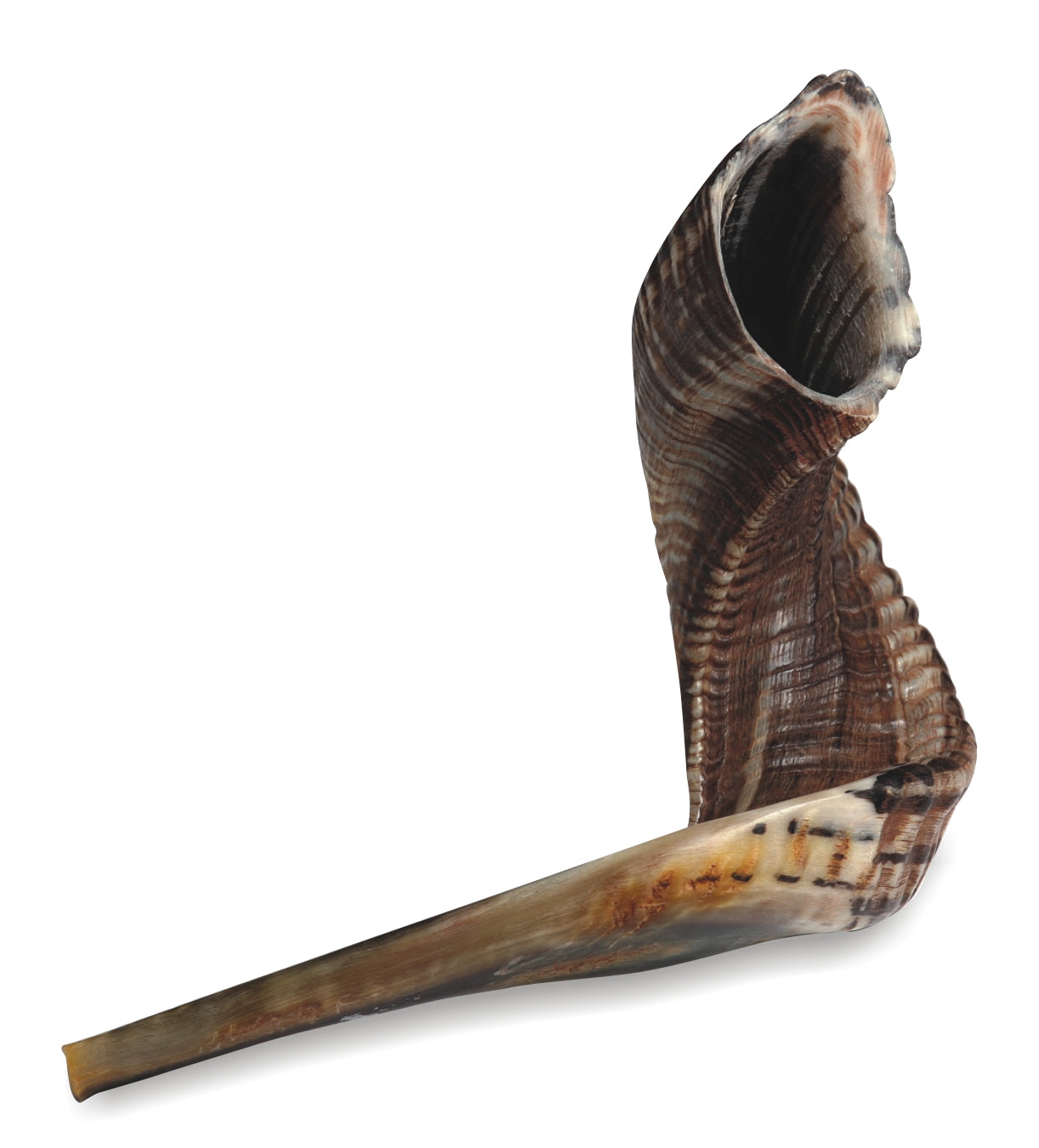 Kosher Natural Shofar